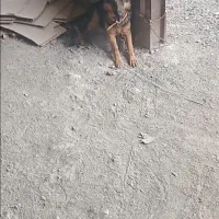 فروش سگ نژاد ژرمن