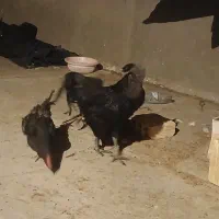 بوقلمون|حیوانات مزرعه|رفسنجان, |دیوار