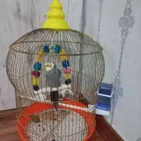 عروس زیبا کاملا اهلی و مهربان