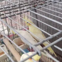 جوجه عروس هلندی دونه خور