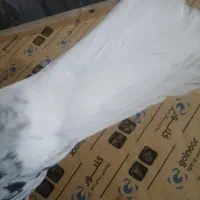 کبوتر|پرنده|رامهرمز, |دیوار