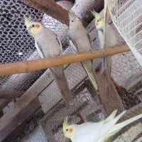 عروس هلندی طوسی زیبا