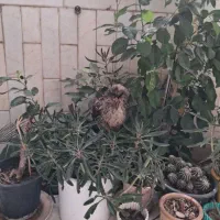 سلام یک جفت مرغ و خروس مینیاتوری زیبا ۴ ماهه
