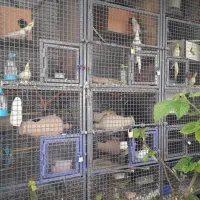 10عدد طوطی عروس لوتینو خال زرد یکجا باهم 7تمن|پرنده|آمل, |دیوار