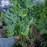 عضو شو بازدید کن هدیه ببر|گل و گیاه طبیعی|اصفهان, شاه پسند|دیوار