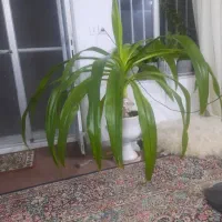 سوسن عنکبوتی