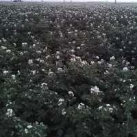 فروش مسقیم سیب زمینی به سراسر ایران (عمده)