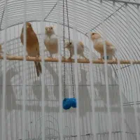 قناری|پرنده|رضویه, |دیوار