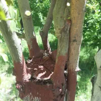 پیوند زنی درخت گردو