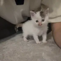 واگذاری گربه