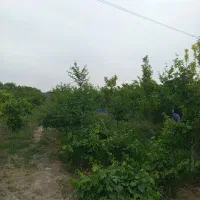 زمین 45هکتار همراه چاه|اجارهٔ دفتر صنعتی، کشاورزی، تجاری|جوادآباد, |دیوار