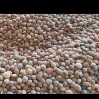 عدس پزا  محلی