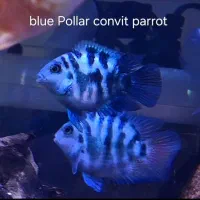 فروش انواع ماهی زینتی خاص|ماهی|ساری, |دیوار