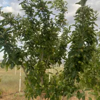 باغ ۳۰۰۰ متری دستجرد پشت دهکده صبا|فروش زمین و ملک کلنگی|خلجستان, |دیوار