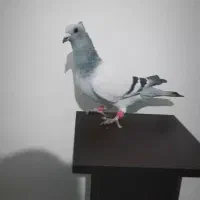 کبوتر|پرنده|مشهد, محمدآباد|دیوار