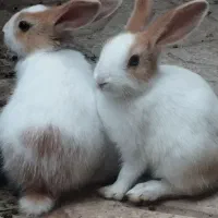 بچه خرگوش مینی لوپ
