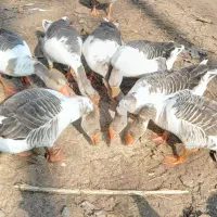 غازهای محلی پرگوشت جوان بی نظیر|حیوانات مزرعه|چاف و چمخاله, |دیوار