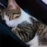 گربه ی گمشده|گربه|سلماس, |دیوار