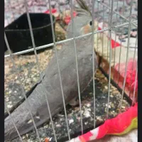 یک عدد عروس هلندی نر ۵ ماهه