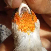 سهره کرمونی