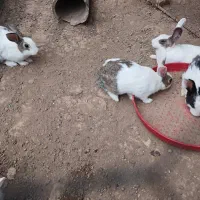 خرگوش