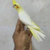 جوجه طوطی کوتوله و عروس هلندی