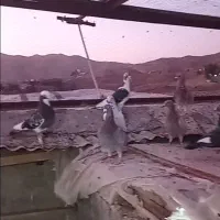 ۳۶تا کبوترشهاستانی