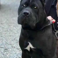 کنکورسو نر|سگ|ماهدشت, |دیوار