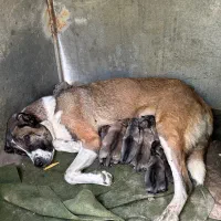 ماده سراب عراقی|سگ|هشتگرد, سعید آباد|دیوار