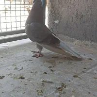 کبوتر پیس خال سیاه
