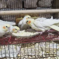 چهار عدد عروس هلندی