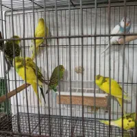 مرغ عشق بالغ و جوجه دستی