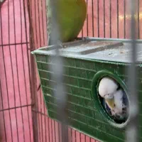 مرغ عشق انگلیسی طوطی کوتوله برزیلی عروس هلندی|پرنده|بجنورد, |دیوار