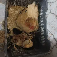 فروش ومعاوضه مرغ محلی عشایری|حیوانات مزرعه|شیراز, کرونی(خاتونک)|دیوار