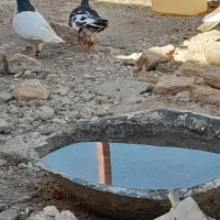 دوجفت رنگه