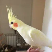 عروس هلندی جوان و سرحال