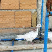 کبوتر دونه ای 150|پرنده|بندر ترکمن, |دیوار