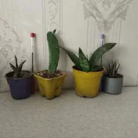 4 پک گلدان گل و گیاه مناسب آپارتمان و بالکن|گل و گیاه طبیعی|تهران, تولید دارو|دیوار