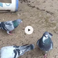 کبوتر پلاکی