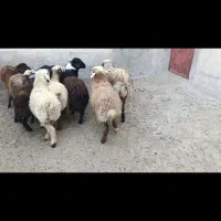 بره ماده ترکی داشتی