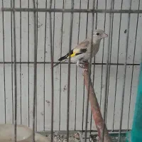 سهره سره
