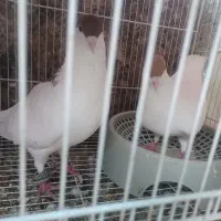 کبوتر معاوضه|پرنده|گنبد کاووس, |دیوار