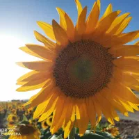 فیش حج واجب