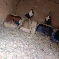 نرماده ریش سیاواکسی|پرنده|هامون, |دیوار