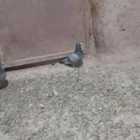 فروش کفتر