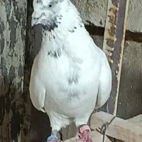 ۱۰عدد کفتر پرشی ساعتی