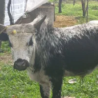 ورزا|حیوانات مزرعه|احمدسرگوراب, |دیوار