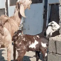 بز و کهره نرش