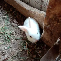 بچه خرگوش