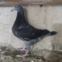 کبوتر جوجه چاپی